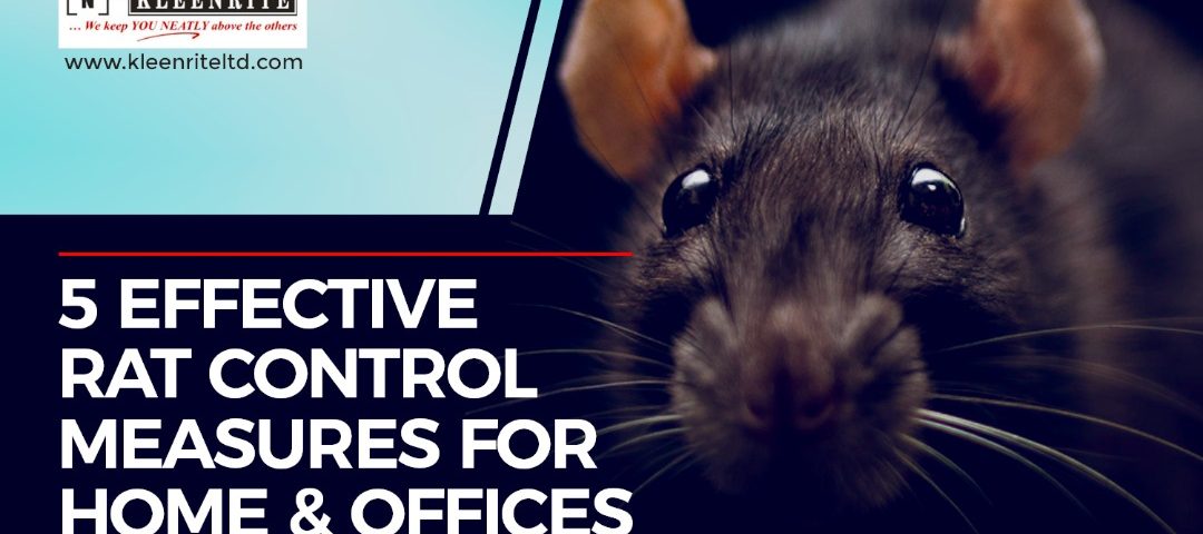 5 Effective Rat Control Measures for Home and Offices