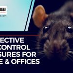 5 Effective Rat Control Measures for Home and Offices