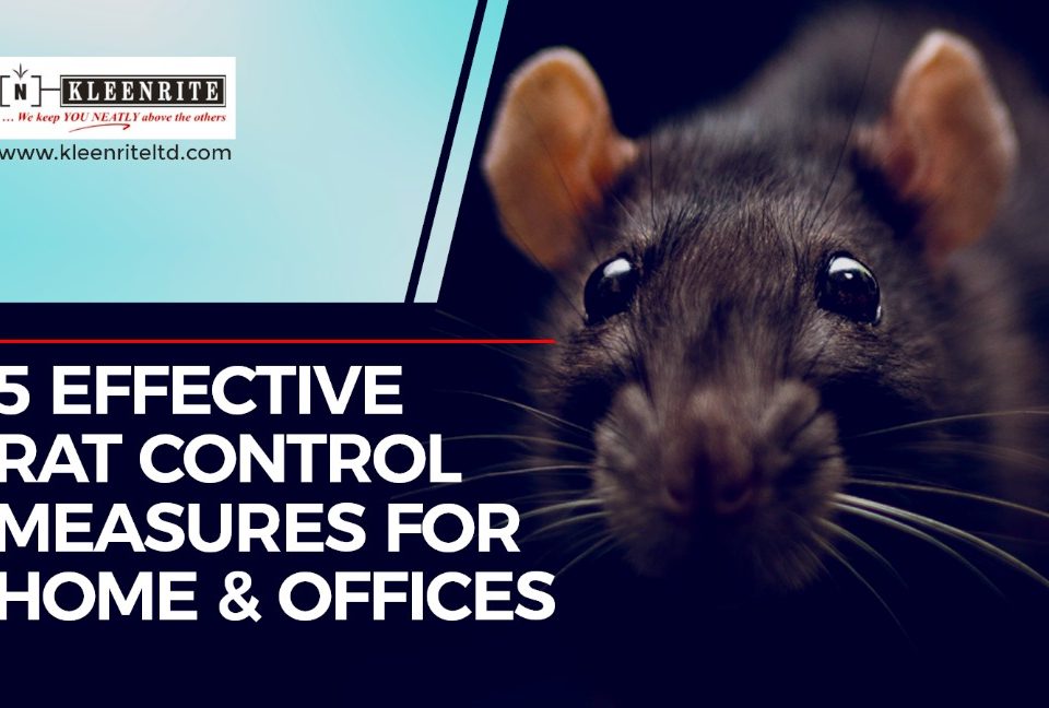 5 Effective Rat Control Measures for Home and Offices