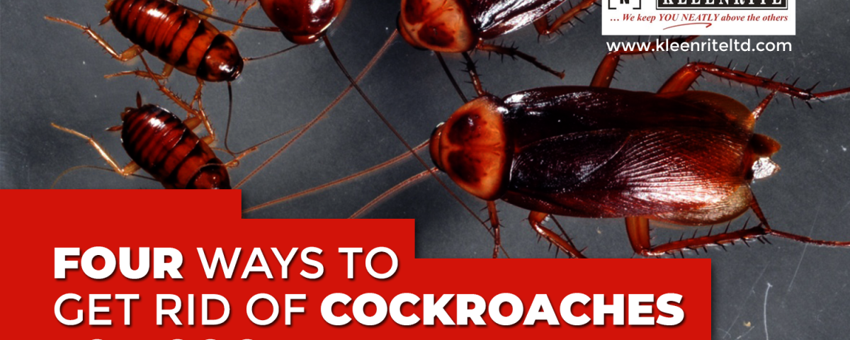 4 Ways to Get Rid of Cockroaches for Good