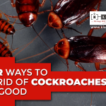 4 Ways to Get Rid of Cockroaches for Good