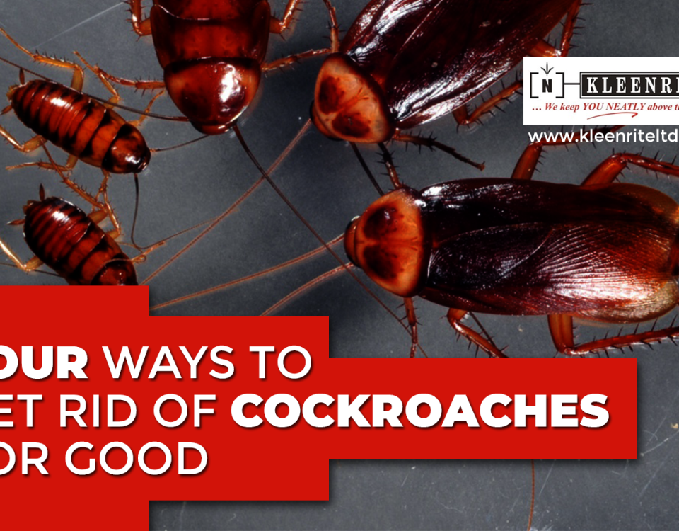4 Ways to Get Rid of Cockroaches for Good