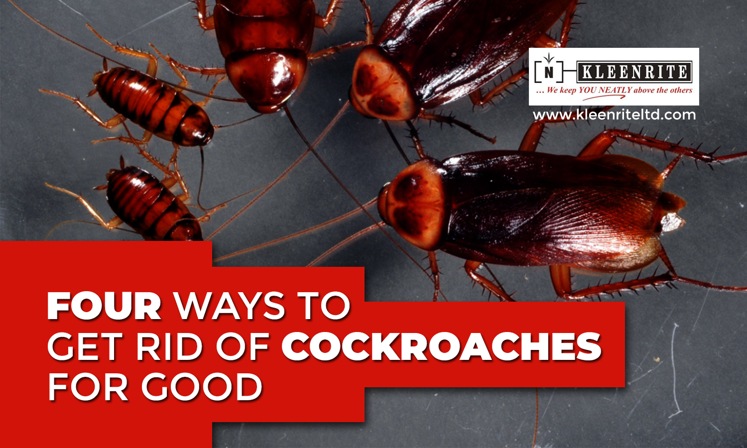 4 Ways to Get Rid of Cockroaches for Good